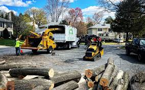 Best Tree Maintenance Programs  in Carthage, MO