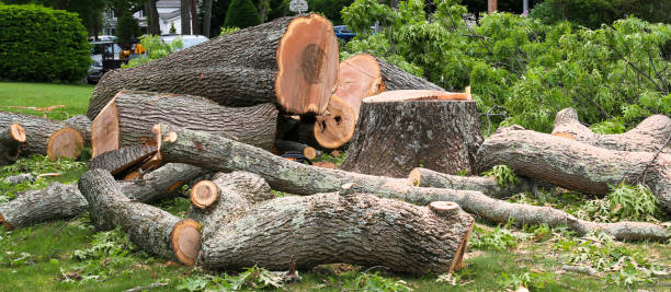 Best Commercial Tree Services  in Carthage, MO